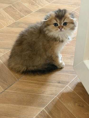 قطه