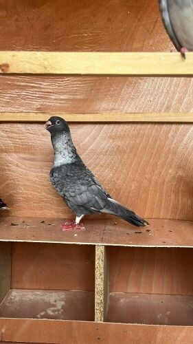 Iran bird