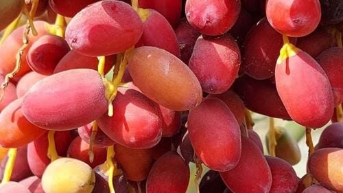 أعتناء شهري بالنخيل والأشجار