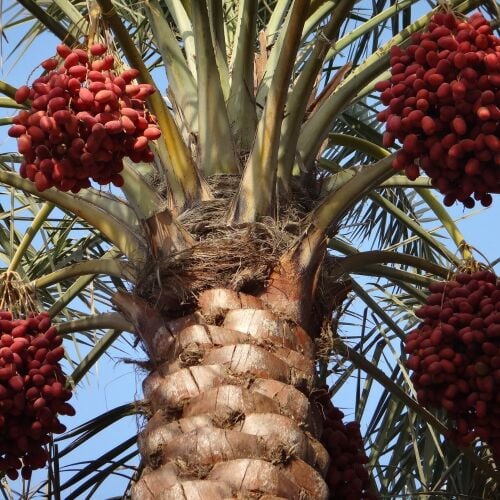 الاعتناء للنخيل والأشجار