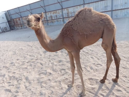 للبيع