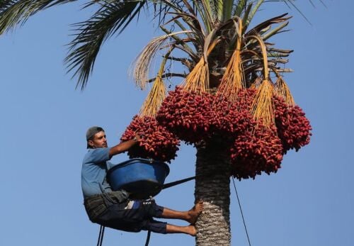نعم هنا صيانه شهريه أشجار ونخيل