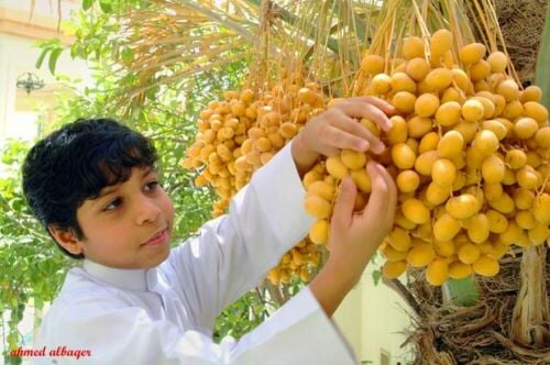 أنا أهتم لك بالنخيل والأشجار شهري