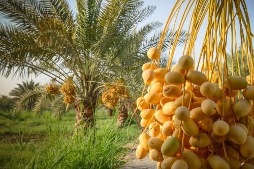 لدي المزارع صيانه للنخيل