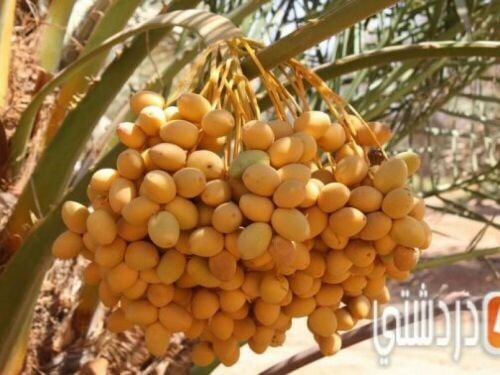 أهتمام بنخيل وأشجار المزارع