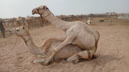 حسين سوداني الجنسية