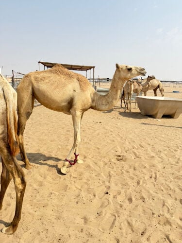 بنت الغوج ام الزبار