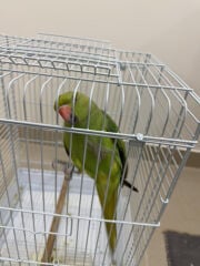 للبيع دره هندي 