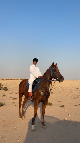حصان بطل للبدل با طير 