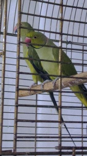 olive ringneck male and female