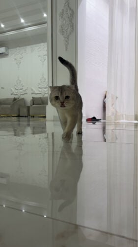 اعلى سعر يجيني ببيعه