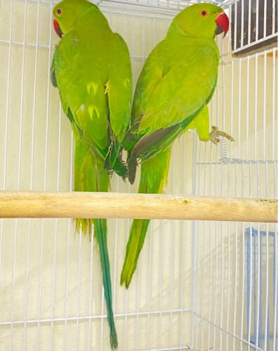 2 Green parrots for sale = Qr300
