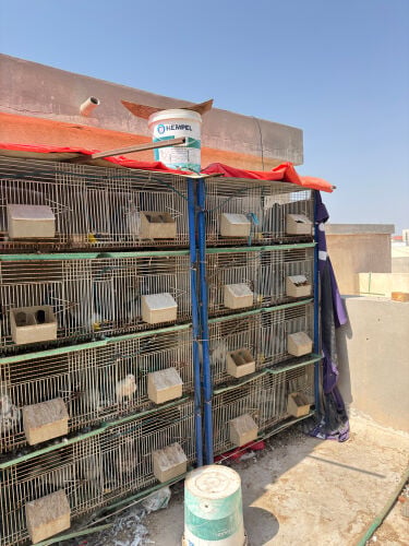 Bredding cage for sale