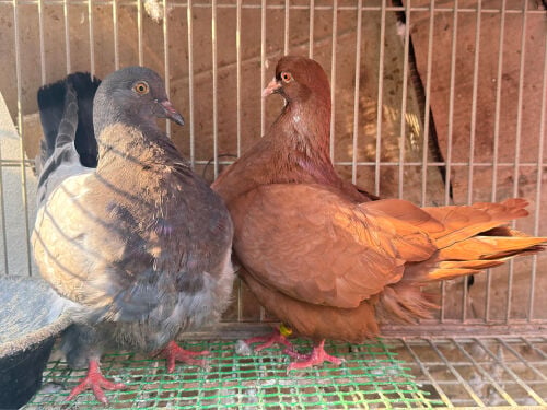 Jambo pair 2026French mondian