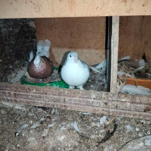mix pigeons