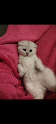 cat/kitten