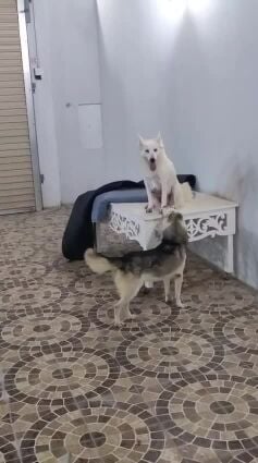 هاسكي لبيع