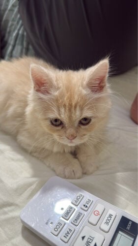 british shorthair