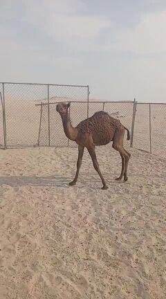 قعود مجهم 