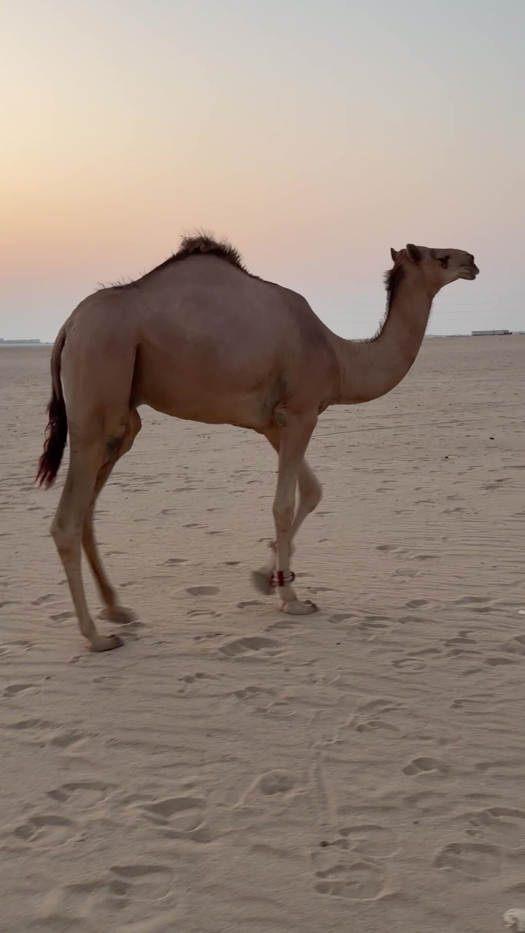 قعود محلي 
