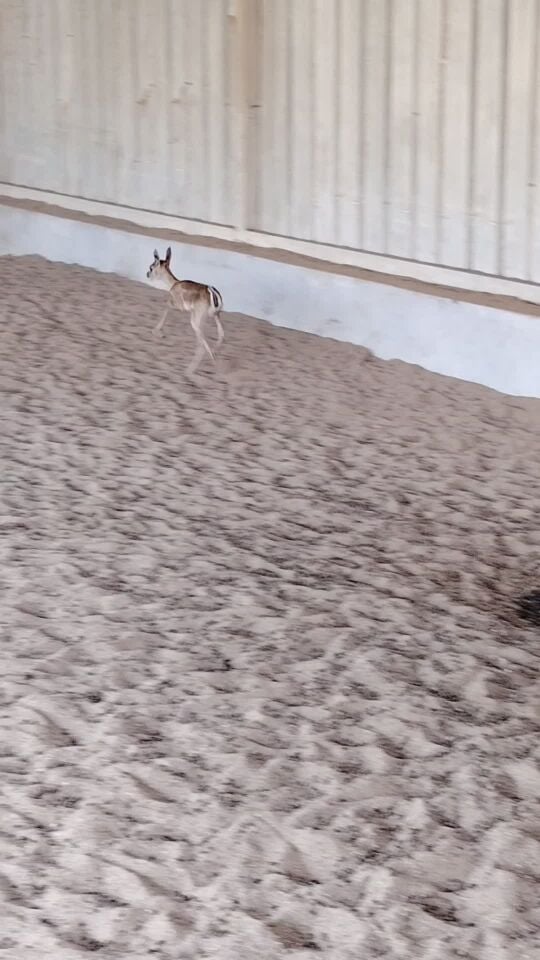 غزال صغير ذكر من نوع بلاك باك