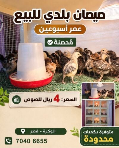 فروخ دجاج بلدي العدد ٢٠٠
