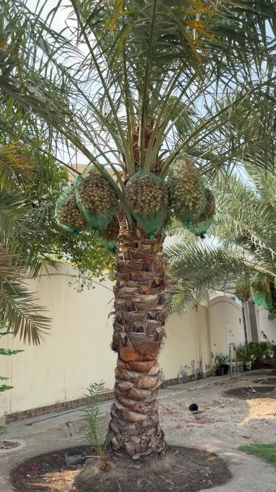 نخلتين نوعية اللولو نقوه