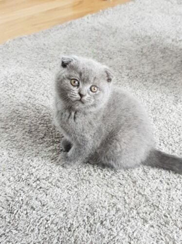 Scottish fold kitten for sale