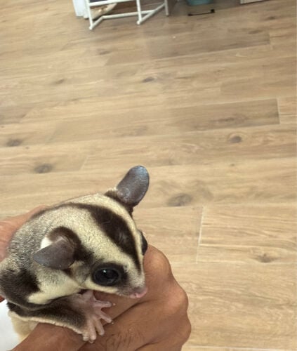 السنجاب الطائر 