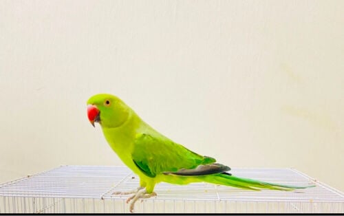 1 Green parrot (no cage)=Qr150