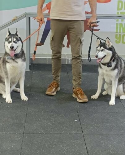 K9 dogs trainer