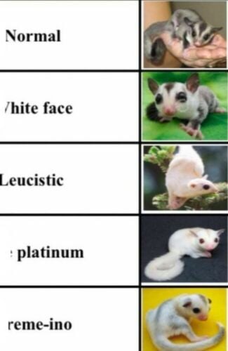 sugar glider