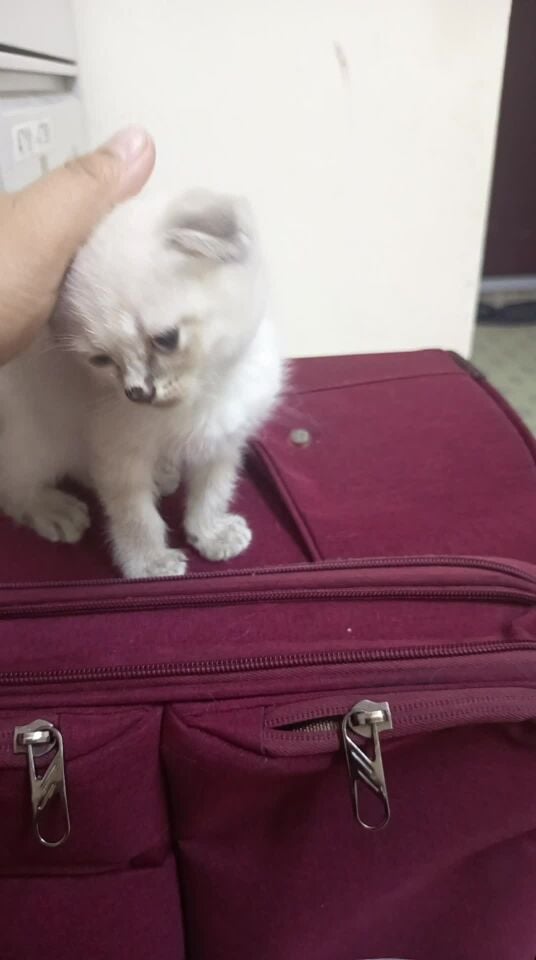 kitten for sale