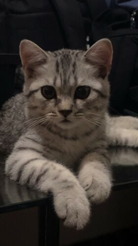 British shorthair