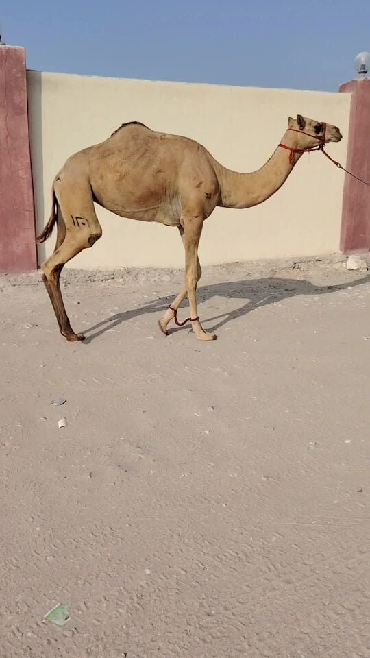 لبيع بكره حقه الاب ولد براق