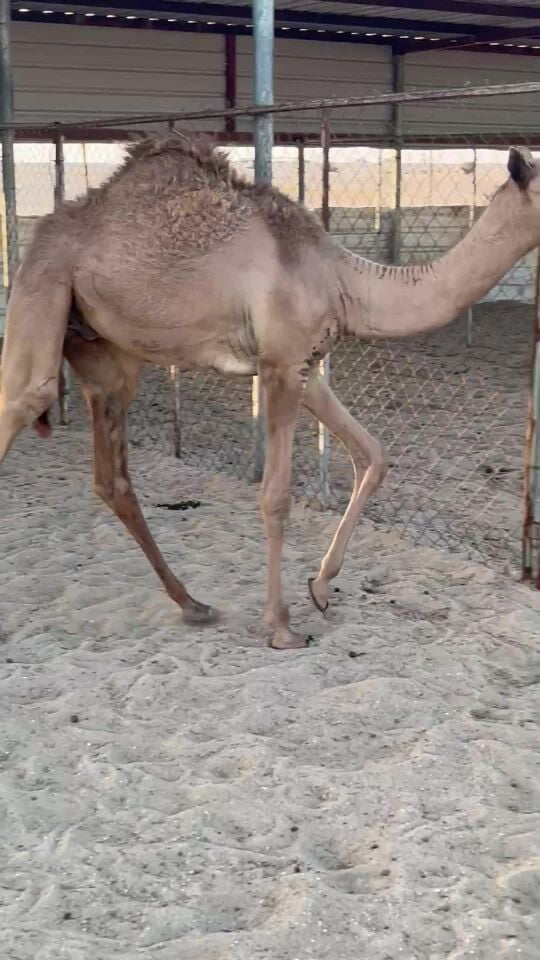 قعود