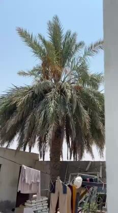 تكريب نخيل قديم ومبيد للسوس