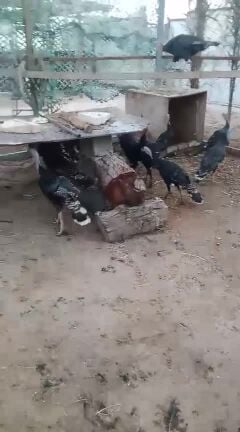 للبيع رومي بياض