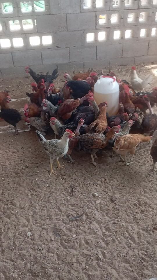 Baladi chicken, good and healthily