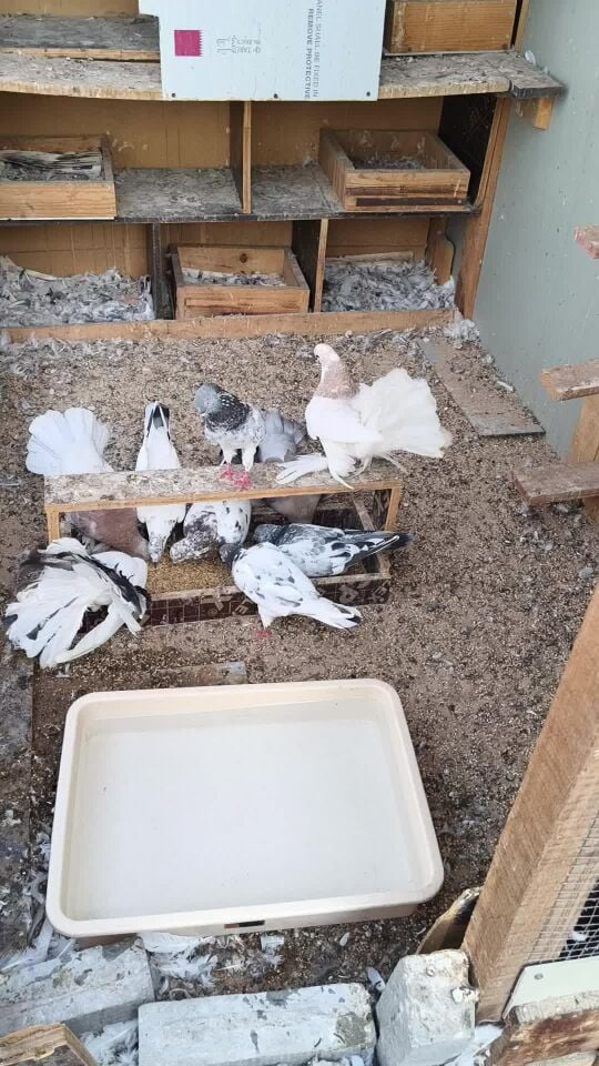 pigeon