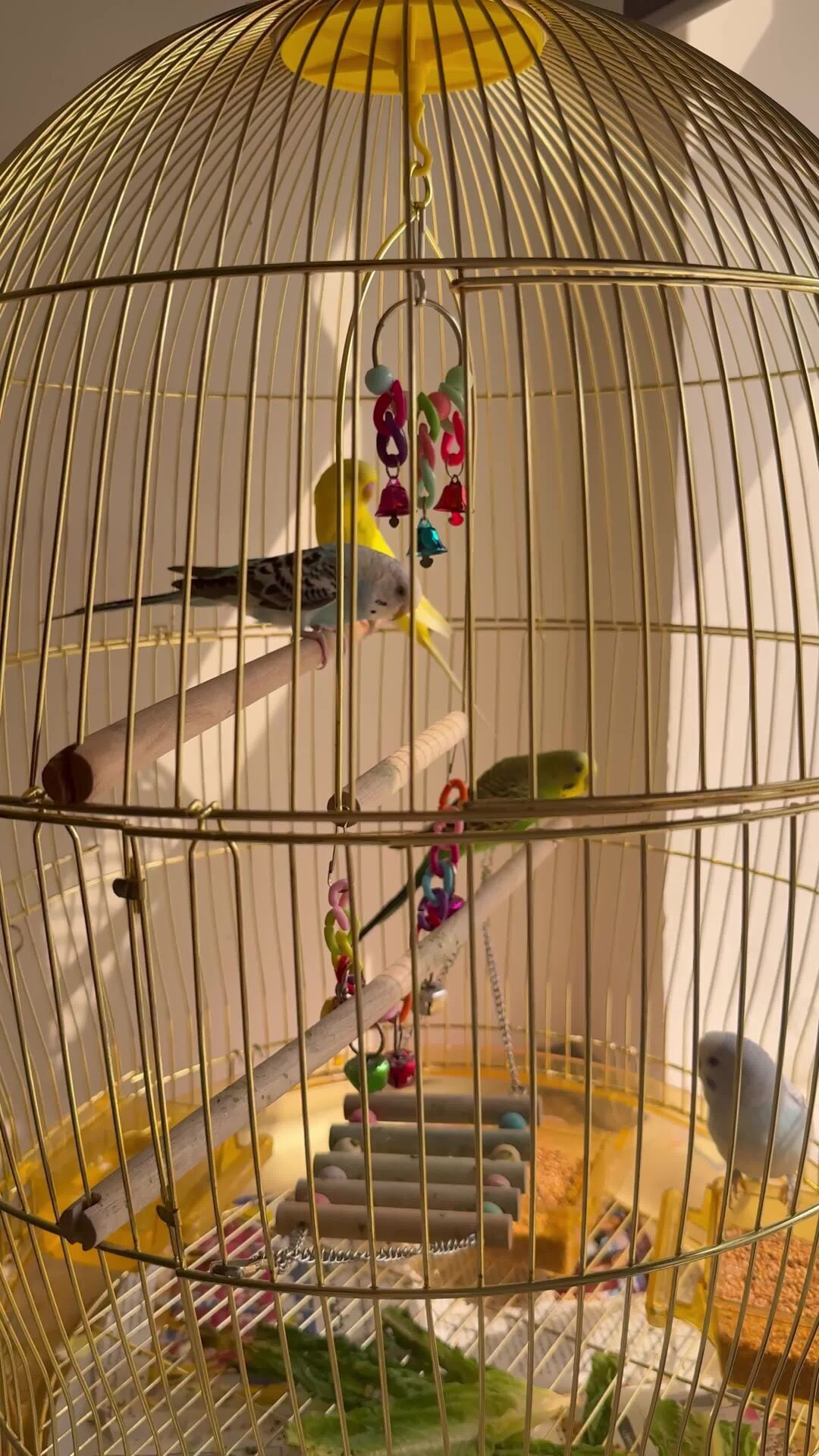 birds with accessories and cages