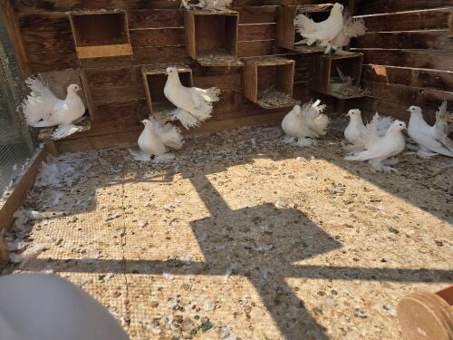 white fantail