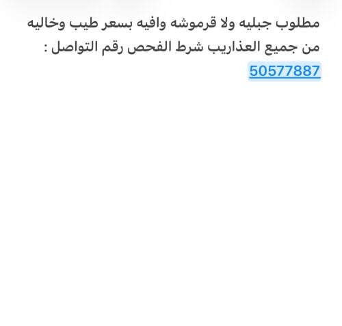 مطلوب جبليه ولا قرموشه وافيه 