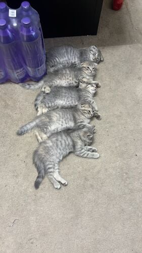 Pure Scottish fold for sale