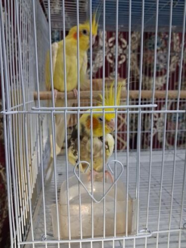 2 Cocktail
