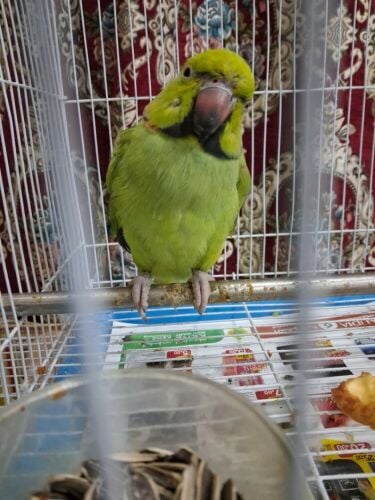 Indian Ring Neck Parrot