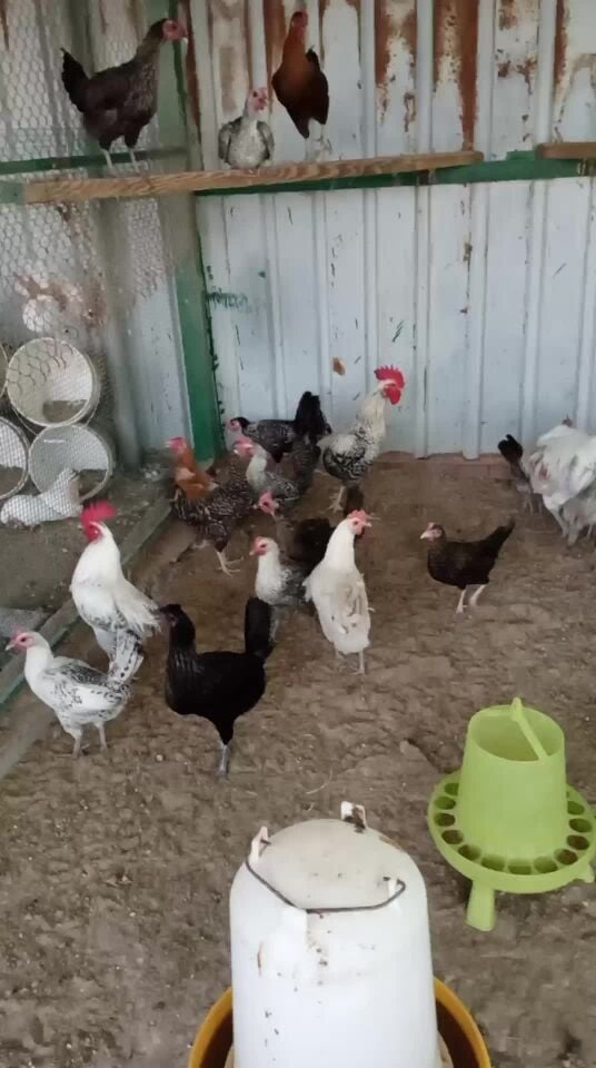 chiken per pice 30 qr