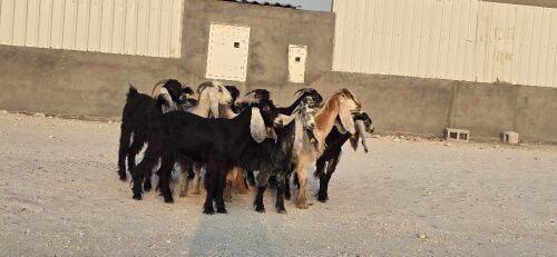 نشتري جميع انواع الحلال
