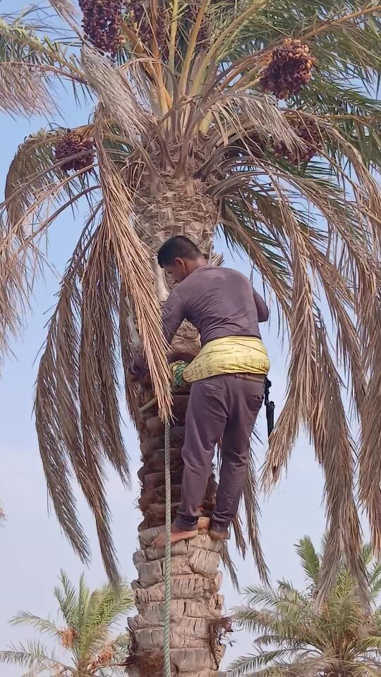 ٩٩ خبير فني وإستشاري النخيل