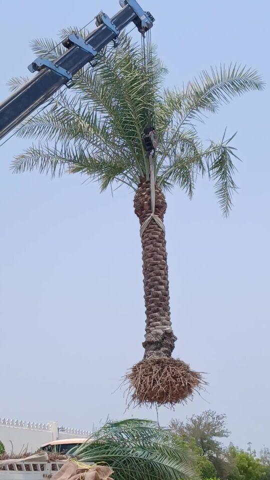 إقتلاع كافه الأشجار والنخيل